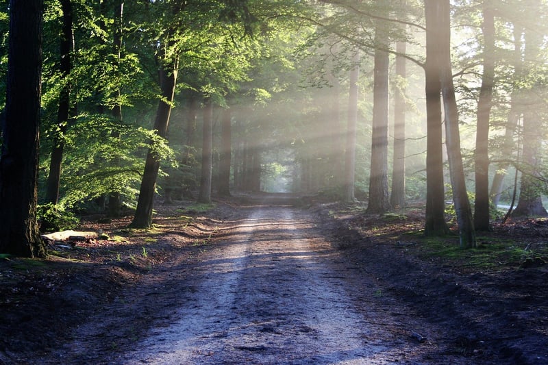 Career Path